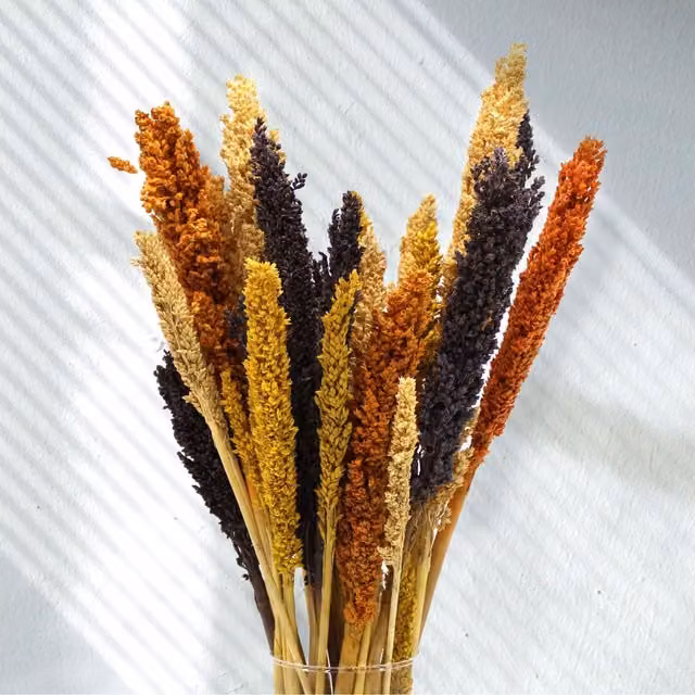 KDMK Organic Dried Cantal Grass Bunch for Tabletop Floral Decor, Orange and Multicolour