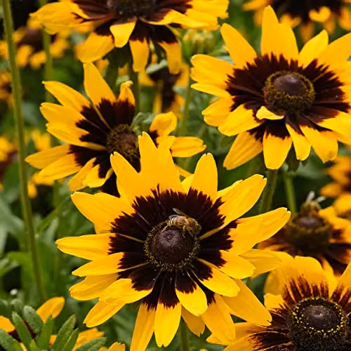 Thompson and Morgan Rudbeckia Sputnik Kelvedon Star Coneflower Seeds, Yellow Blooms, 100 Seeds – 3