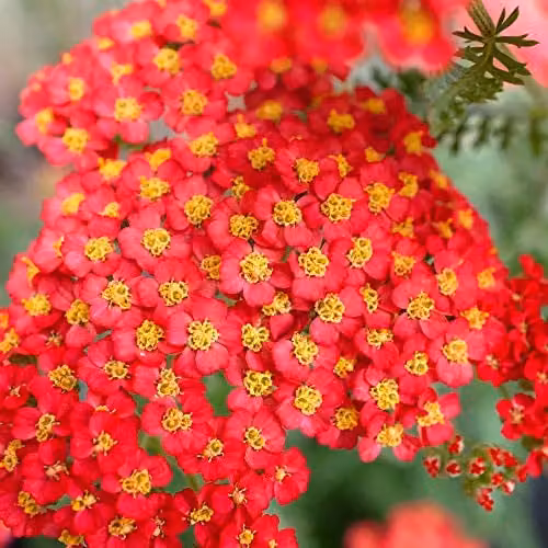 Thompson and Morgan Achillea Paprika Yarrow Scarlet-Red Hardy Perennial Shrub, 3 Litre Pot