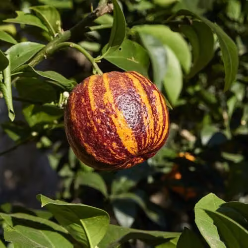 Thompson and Morgan Blood Meyer Orange Arcobal Citrus Fruit Tree with Red-Orange Striped Fruit, 3 Litre Pot