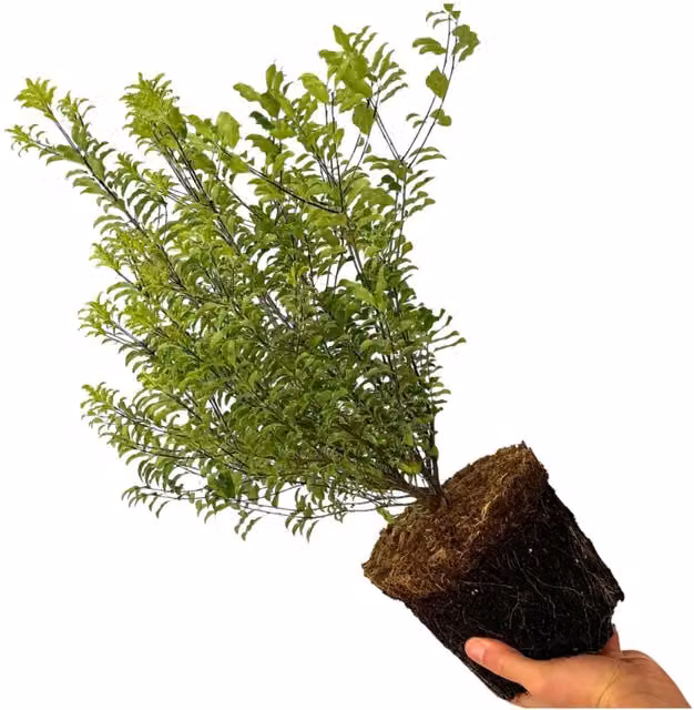 Plants By Post Pittosporum Atlantic Blue Evergreen Ornamental Shrub, Silver Blue, 3L Pot