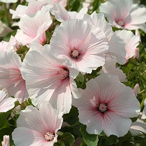 Thompson & Morgan Lavatera Hardy Annual Mallow Dwarf Pink Blush Flower Seeds – 2