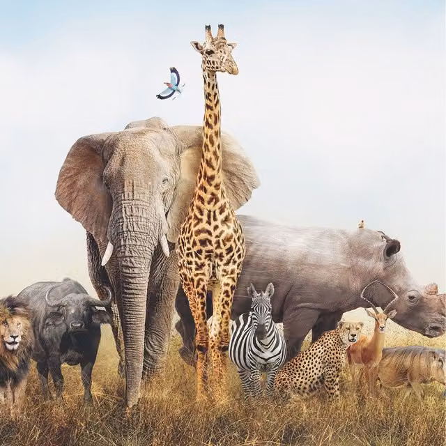 African Elephant Wall Mural in Yellow, Width: 260 cm
