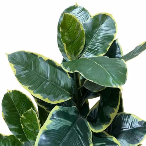 Botanik Green Artificial Rubber Tree, Height: 120 cm – 3