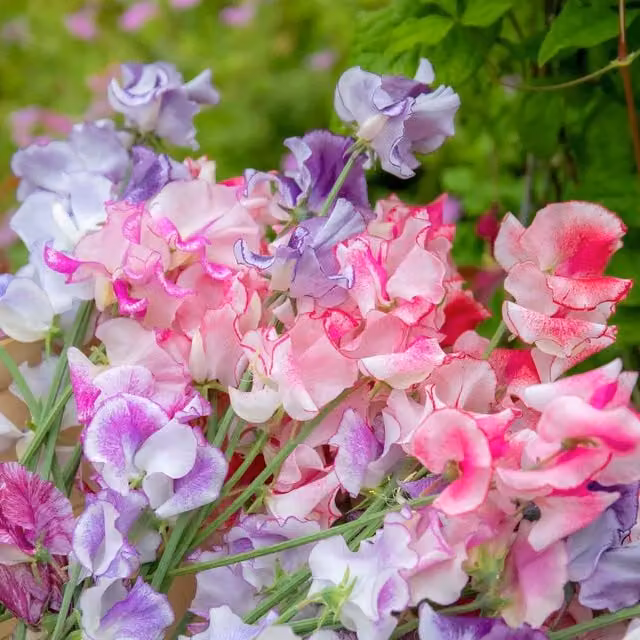 Unwins Ripple Mix Multicolour Sweet Pea Climbing Flower Seeds