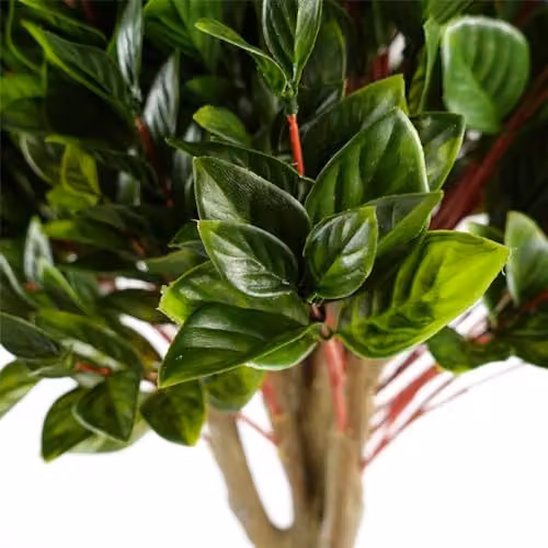 Leaf Artificial Topiary Tree Pair in Green, Tabletop Round Plastic Trees, H 50 cm x W 50 cm x D 50 cm – 3