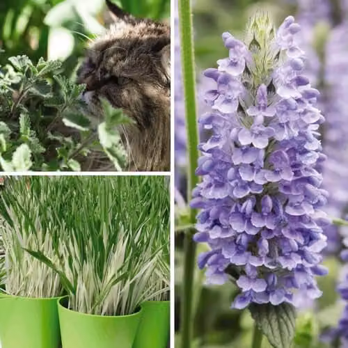 Thompson and Morgan Cat Plant Seed Collection featuring Catmint Nepeta Nervosa Blue Moon and Cat Grass Tabby Cat, 3 Seed Packets