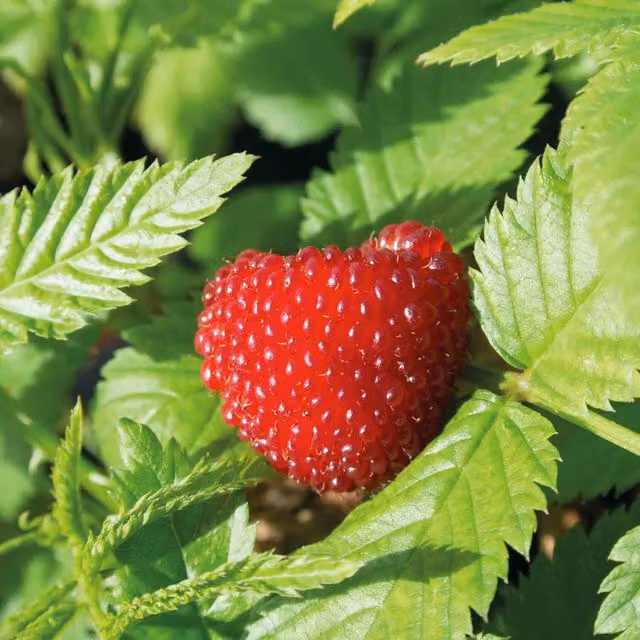 Marshalls Funberry Rubus illecebrosus Balloon Berry Perennial Fruit Bush, Red and Green
