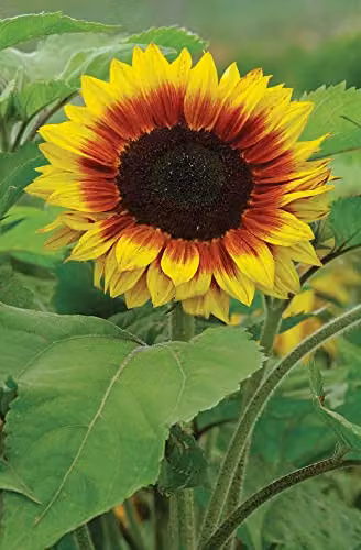 Johnsons Sunflower Solar Power F1 Ornamental Flower Seeds, Yellow and Red – 3