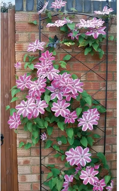 Poppyforge Regent Steel Wall Trellis in Black, H 164 x W 1 x D 52 cm – 1