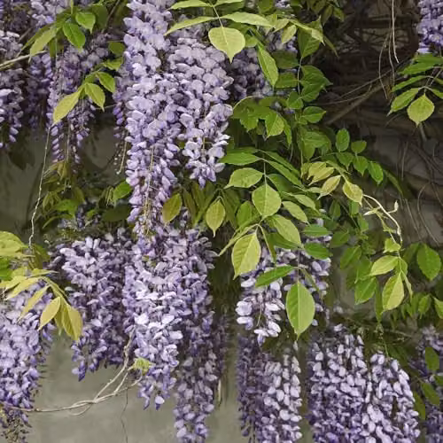 Thompson and Morgan Wisteria sinensis Prolific Climbing Shrub with Blue-Purple Flowers, 1.5 Litre Pot – 2