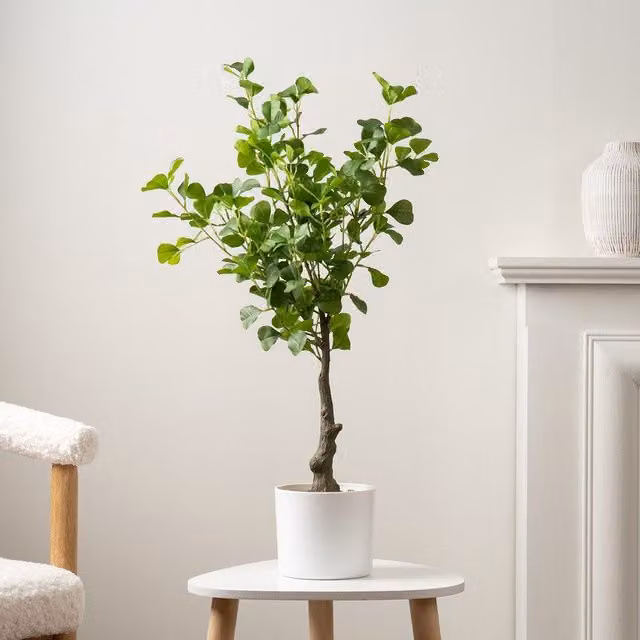 Scottish Everlastings Ltd 75cm Heart-leaf Ficus Tree in a White Pot, Green