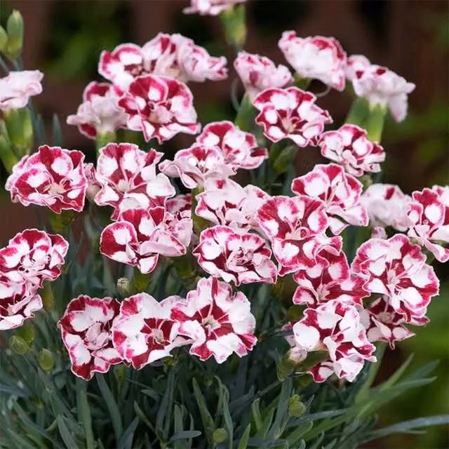 Plant Theory Set of 3 Pink Dianthus Diantica Bedding Plants in 9cm Pots