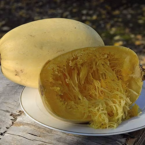 Thompson and Morgan Primavera F1 Hybrid Summer Squash Seeds, 5 Seeds per Packet