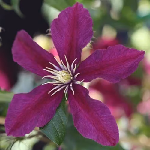 Thompson and Morgan Clematis Niobe Hardy Perennial Red Climber in 3 x 7cm Pots