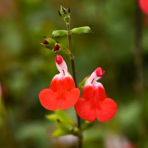 Thompson & Morgan Salvia Hot Lips Hardy Perennial Potted Plant with Red and White Bicolour Blooms, Height: 90 cm, 3 Litre Pot – 1