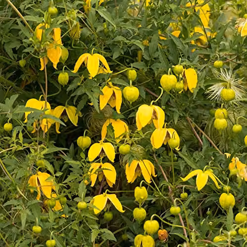 Thompson & Morgan Clematis Tangutica Hardy Climbing Shrub with Yellow Lantern-Shaped Flowers, 1.7 Litre Potted Plant – 2
