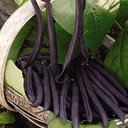 Thompson and Morgan Dwarf Bean Purple Teepee Seeds, 50 Seeds per Packet – 1