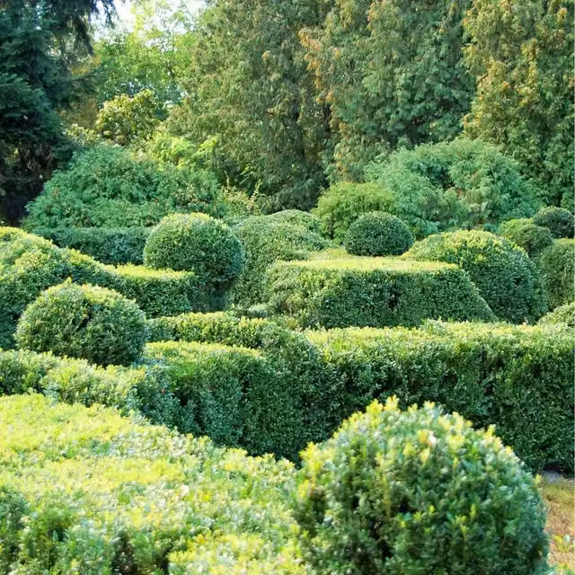 Thompson and Morgan Buxus Sempervirens Box Hedging Plant, Green, Pack of 5