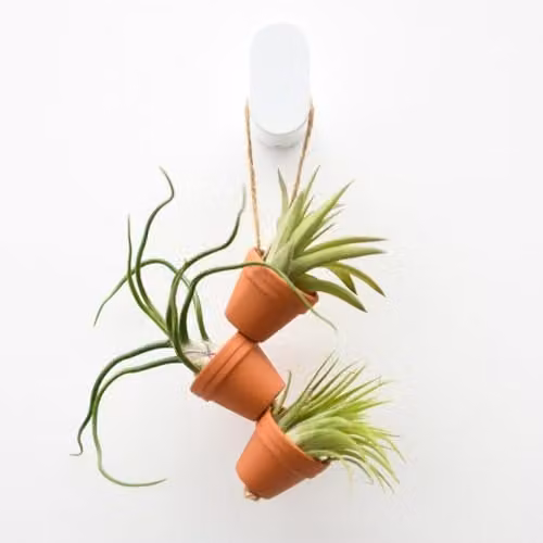 Thompson & Morgan Tillandsia Air Plant Set with Three Multicolour Ceramic Hanging Pots