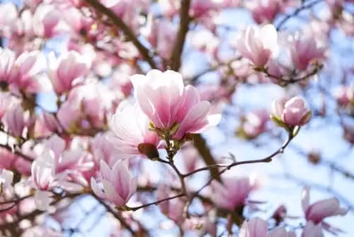 Direct Plants Magnolia Soulangeana Fragrant Deciduous Flowering Tree in 3L Pot