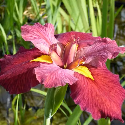 Thompson & Morgan Iris Louisiana Ann Chowning Marginal Aquatic Plants, 3 x 9cm Pots – 2