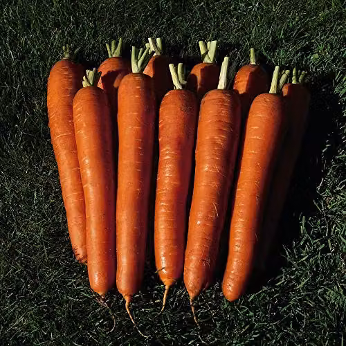 Thompson and Morgan Carrot Bangor F1 Hybrid Maincrop Orange Vegetable Seeds, 450 Seeds