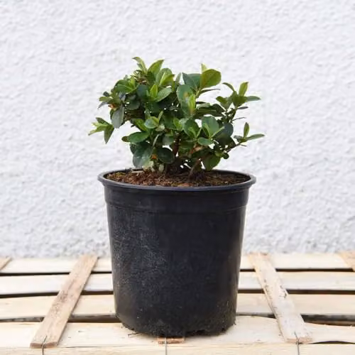 Thompson and Morgan Escallonia laevis Pink Elle Hardy Evergreen Ornamental Shrub with Pink Summer Flowers, 2 x 9cm Pots