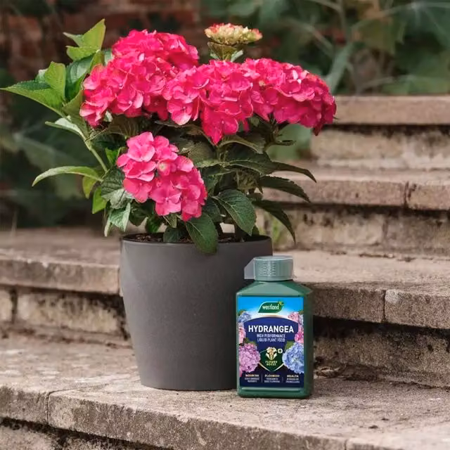 Westland Specialist Hydrangea Liquid Feed