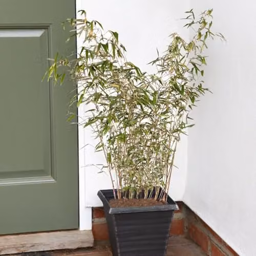 Thompson and Morgan Fargesia Rufa Hardy Bamboo, Two Toned Green Foliage, 2 x 19cm Potted Plants – 1