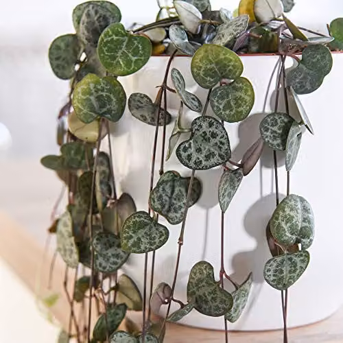Thompson and Morgan String of Hearts Ceropegia Woodii Indoor Trailing House Plants, Set of 2 in 10cm Hanging Baskets – 2