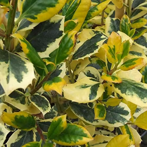 Thompson and Morgan Ilex altaclerensis Golden King Hardy Holly Tree in 9cm Pot