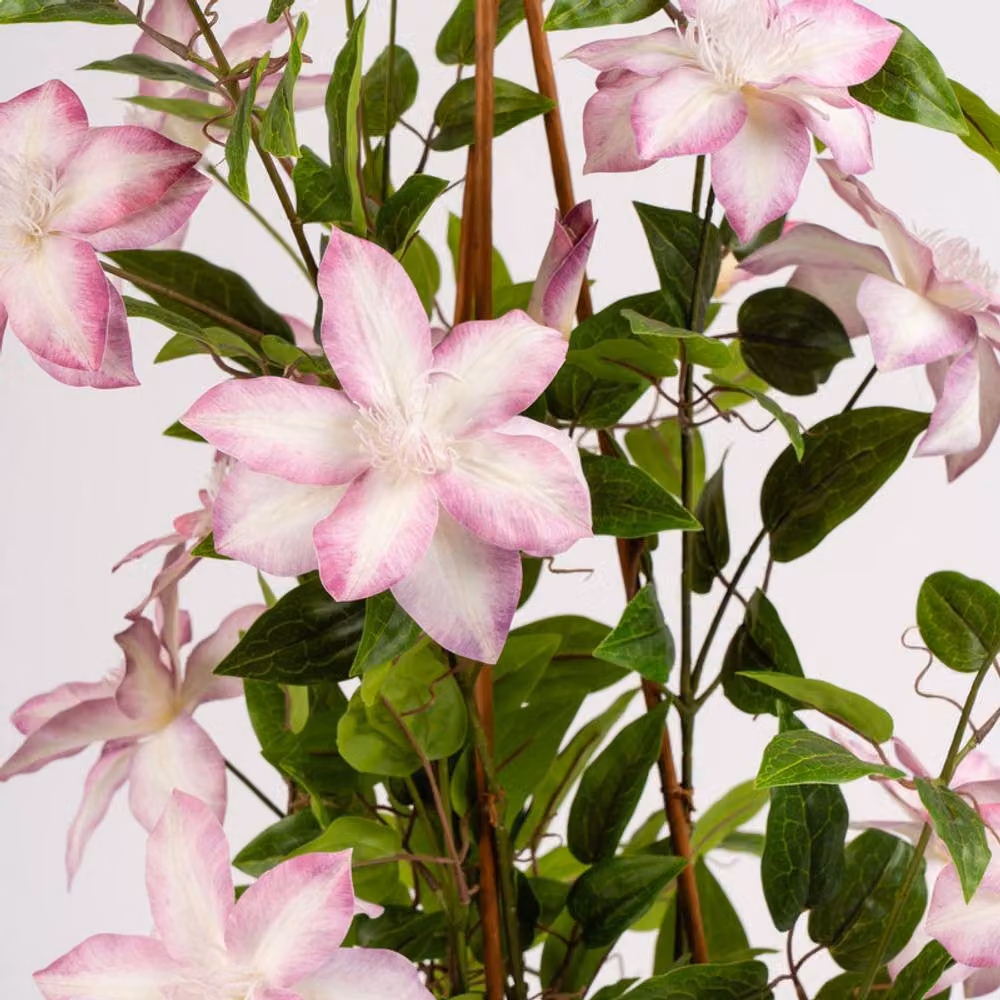 Scottish Everlastings Ltd Real Touch Climbing Clematis in a Pink Pot, White Flowers, Height: 98 cm – 2