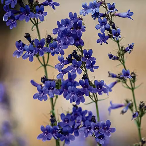 Thompson and Morgan Penstemon heterophyllus True Blue Hardy Perennial Flower Seeds, 40 Seeds – 1