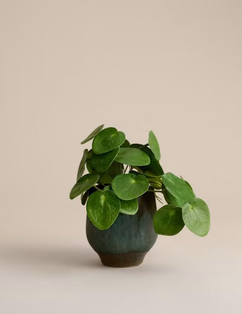 M&S Artificial Money Plant in a Green Ceramic Pot