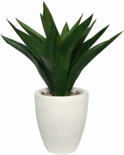 KDMD White Botanica Potted Agave Succulent in a Round Ceramic Tabletop Pot, White