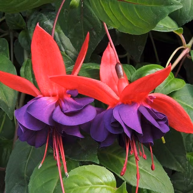 Set of 3 Plant Theory Voodoo Bedding Plants in 9cm Pots, Purple and Red Multicolour
