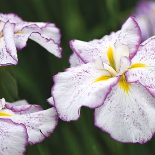 Thompson & Morgan Iris ensata Dinner Plate Tiramisu Japanese Iris, 1 x 11cm Pot – 2