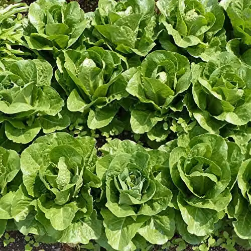 Thompson and Morgan Lettuce Valmaine Romaine Cut and Come Again Variety, 800 Seeds