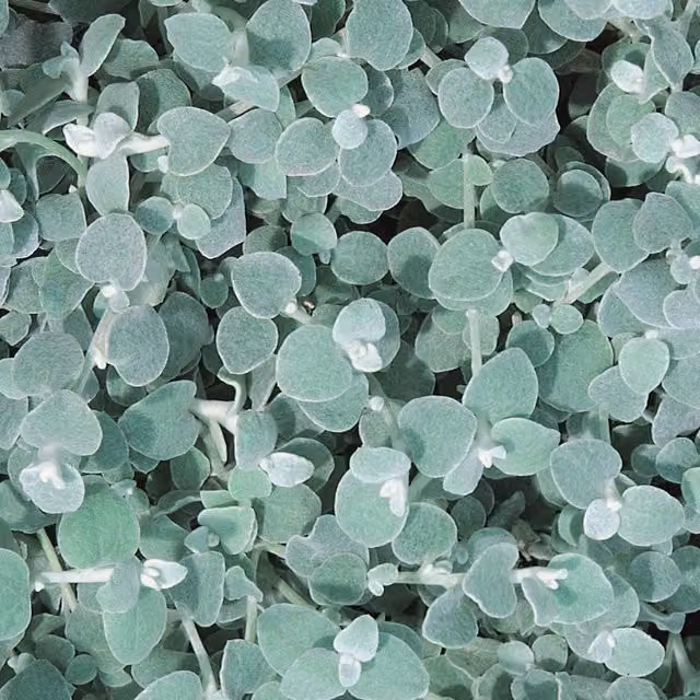 Plants By Post Helichrysum Silver Perennial Outdoor Ground Cover Plant, 9cm Pot