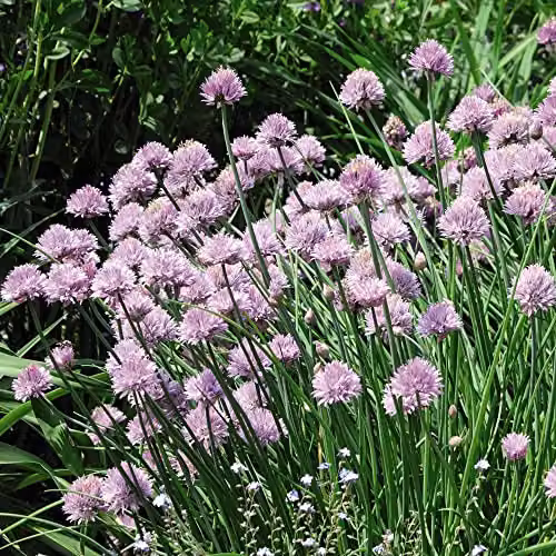 Thompson & Morgan Common Chive Hardy Perennial Herb, 1 Litre Potted Plant – 2