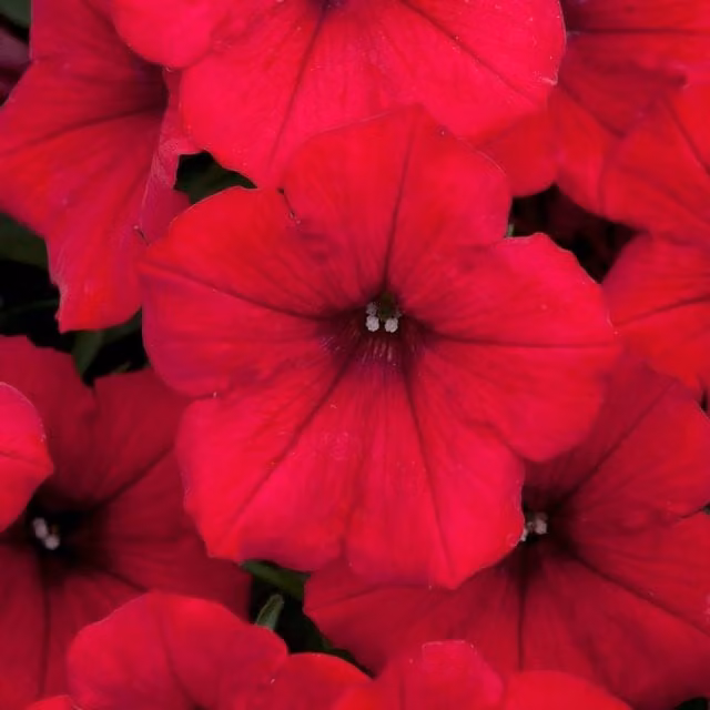 Plant Theory Set of 3 Red Surfinia Deep Red Sunsurf Akatora PBR Bedding Petunia Plants in 9cm Pots