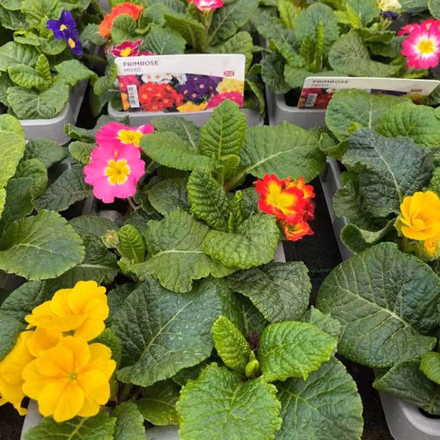 Plants by Post Primrose Mixed Garden Ready Bedding Plants, 12 Plants, Multicolour and Yellow