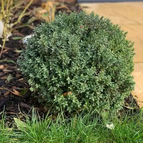 Thompson & Morgan Buxus sempervirens Hedge Box Evergreen Shrub, 1 Litre Pot, Green