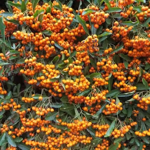 Thompson and Morgan Pyracantha Firelight Firethorn Hardy Evergreen Shrub with White Summer Flowers and Orange Berries, 2 x 9cm Pots