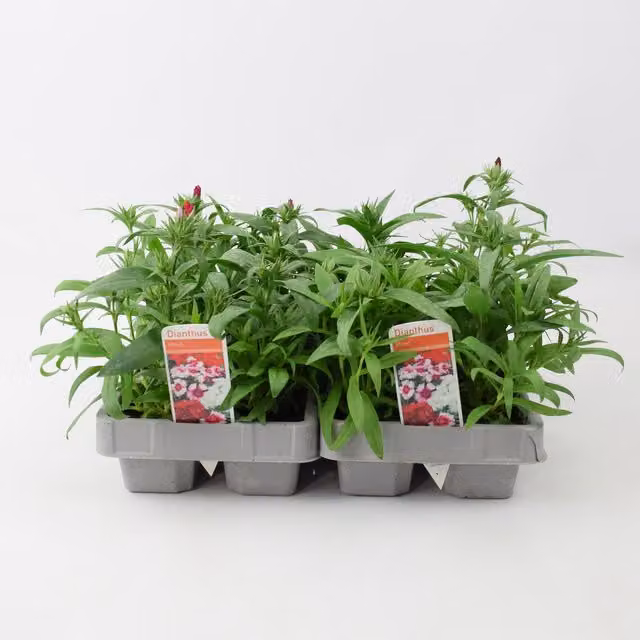 Plants By Post Mixed Colour Dianthus Shrubs, 12 Pack, Pink and Multicolour