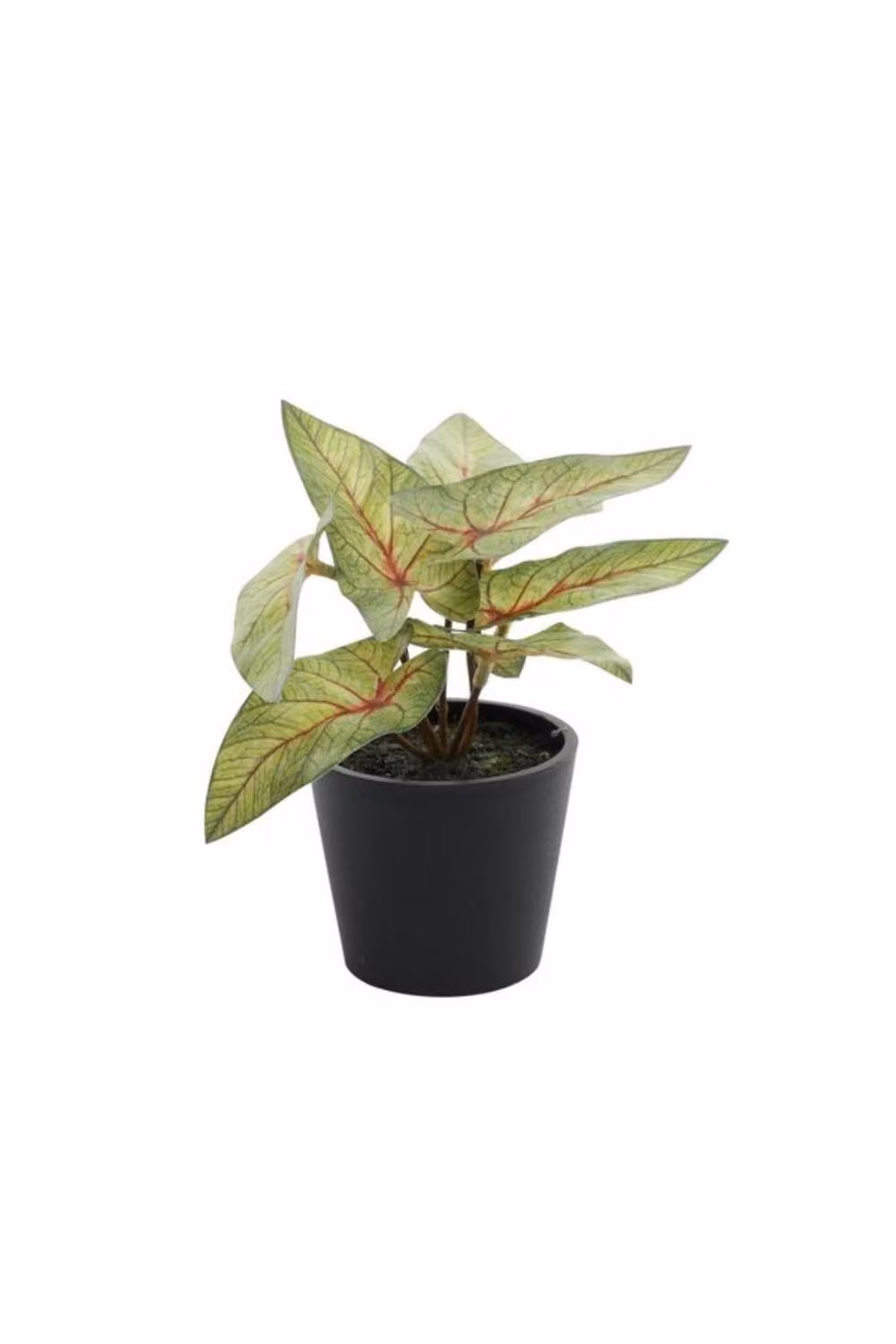KDMD 2 Pack of Mini Light Green Syngonium Potted House Plants, Height: 13 cm – 2
