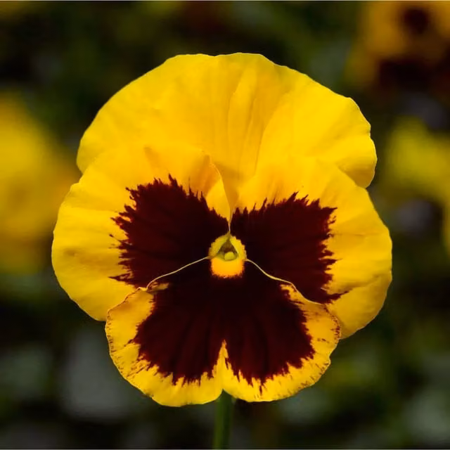 Plants by Post Pansy Gold Blotch Bedding Plants, 12 Pack, Golden Yellow with Dark Centre