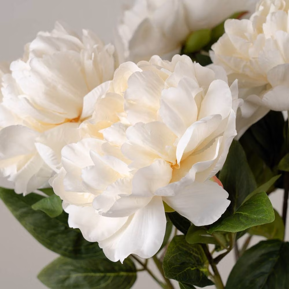 Scottish Everlastings Ltd Pack of 5 White Peony Floral Stems – 2