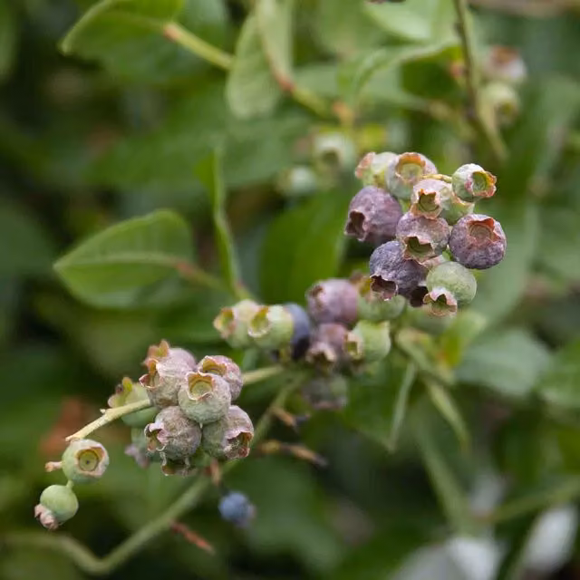Marshalls Garden Northcountry Blueberry Fruit Shrub in a Pot